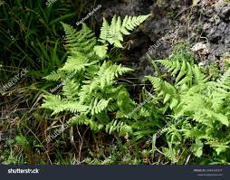 Attēlu rezultāti vaicājumam “Gymnocarpium robertianum”