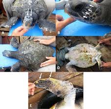 Image result for Eretmochelys imbricata