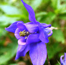 Attēlu rezultāti vaicājumam “Aquilegia vulgaris flower”