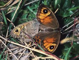 Attēlu rezultāti vaicājumam “Lasiommata megera”