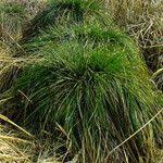 Attēlu rezultāti vaicājumam “Carex paniculata”
