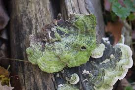 Attēlu rezultāti vaicājumam “Cerrena unicolor”