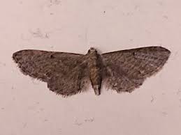 Attēlu rezultāti vaicājumam “Eupithecia tenuiata”