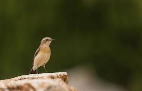 Image result for Oenanthe hispanica