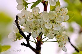 Attēlu rezultāti vaicājumam “Prunus cerasifera var. divaricata flower”