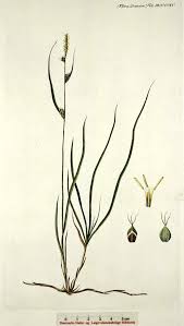 Attēlu rezultāti vaicājumam “Carex globularis”