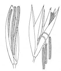 Attēlu rezultāti vaicājumam “Zea mays male flower”