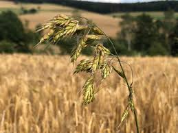 Attēlu rezultāti vaicājumam “Bromus secalinus”