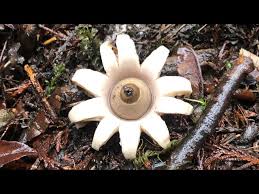 Attēlu rezultāti vaicājumam “Geastrum”