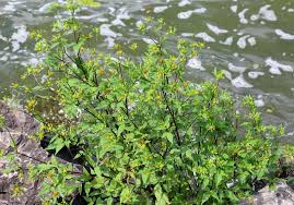 Attēlu rezultāti vaicājumam “Bidens frondosa”