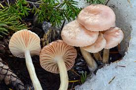 Attēlu rezultāti vaicājumam “Hygroamblystegium humile sporophyte”