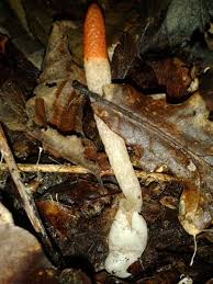 Attēlu rezultāti vaicājumam “Mutinus caninus”