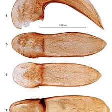Attēlu rezultāti vaicājumam “Acupalpus flavicollis”