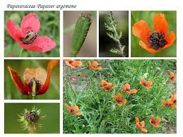 Attēlu rezultāti vaicājumam “Papaver argemone bud”
