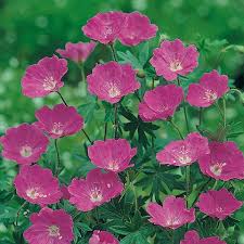 Image result for Storchschnäbel