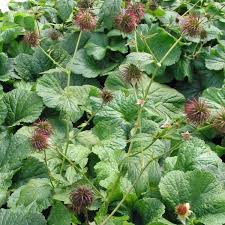 Image result for Geum urbanum