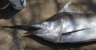 Image result for Istiompax indica