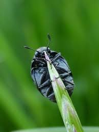 Attēlu rezultāti vaicājumam “Cytilus sericeus”