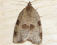 Attēlu rezultāti vaicājumam “Lozotaenia forsterana”