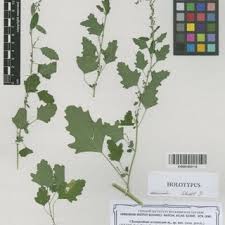 Attēlu rezultāti vaicājumam “Chenopodium acerifolium”