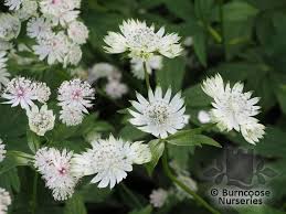 Attēlu rezultāti vaicājumam “Astrantia major fruit”