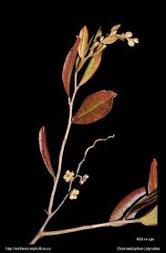 Attēlu rezultāti vaicājumam “Chamaedaphne calyculata fruit”