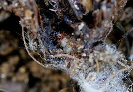 Attēlu rezultāti vaicājumam “Hepialus sylvina”