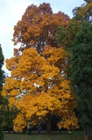 Attēlu rezultāti vaicājumam “Carya”