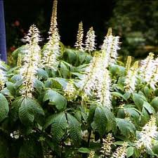 Attēlu rezultāti vaicājumam “Aesculus x neglecta flower”