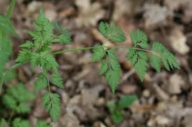 Image result for Chaerophyllum aureum