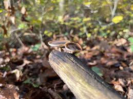 Attēlu rezultāti vaicājumam “Polyporus brumalis”