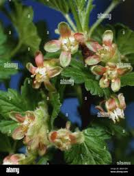Attēlu rezultāti vaicājumam “Ribes uva-crispa flower”
