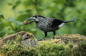 Attēlu rezultāti vaicājumam “Nucifraga caryocatactes adult”