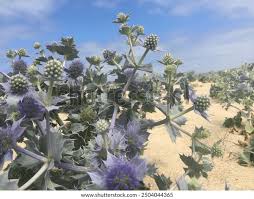 Attēlu rezultāti vaicājumam “Eryngium maritimum bud”