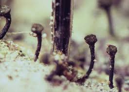 Attēlu rezultāti vaicājumam “Calicium adspersum”