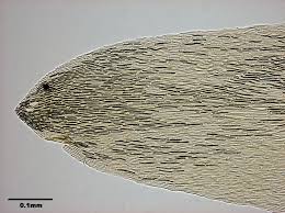 Attēlu rezultāti vaicājumam “Calliergon giganteum”