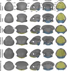 Attēlu rezultāti vaicājumam “Strongylosoma pallipes”