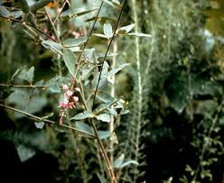 Attēlu rezultāti vaicājumam “Diachea muscorum stalked”