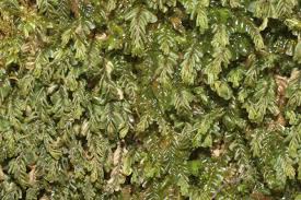 Attēlu rezultāti vaicājumam “Plagiochila porelloides”