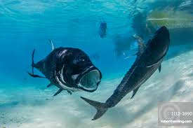 Image result for Caranx ignobilis