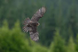 Image result for Bank Top Harriers Arlfc