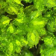 Attēlu rezultāti vaicājumam “Syntrichia papillosa”