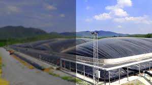 Image result for papop