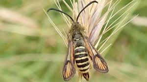 Attēlu rezultāti vaicājumam “Gelechia scotinella”