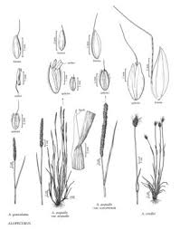 Attēlu rezultāti vaicājumam “Alopecurus aequalis”