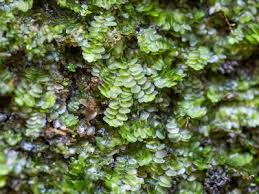 Attēlu rezultāti vaicājumam “Calypogeia sphagnicola”