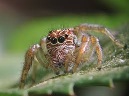 Attēlu rezultāti vaicājumam “Salticidae”