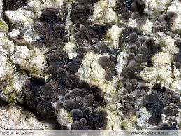 Attēlu rezultāti vaicājumam “Arthonia leucopellaea”