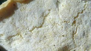 Attēlu rezultāti vaicājumam “Postia fragilis”