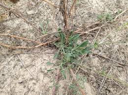 Attēlu rezultāti vaicājumam “Silene borysthenica”